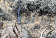 Hunting Big Mule Deer Migration Style