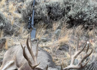 Hunting Big Mule Deer Migration Style