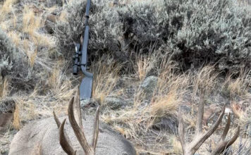 Hunting Big Mule Deer Migration Style