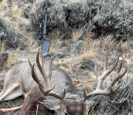 Hunting Big Mule Deer Migration Style