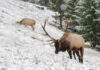 Wyoming Elk with Biologist Lee Knox