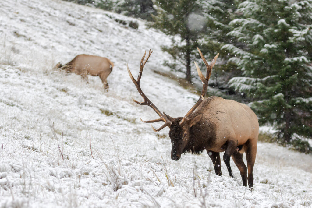 Wyoming Elk with Lee Knox