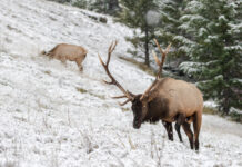 Wyoming Elk with Biologist Lee Knox