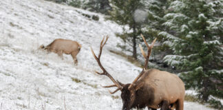 Wyoming Elk with Biologist Lee Knox
