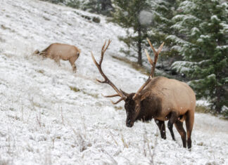 Wyoming Elk with Biologist Lee Knox
