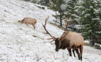 Wyoming Elk with Biologist Lee Knox