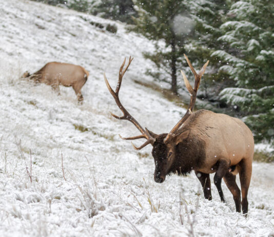 Wyoming Elk with Biologist Lee Knox
