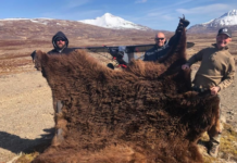 Spring Black Bears with Joe Kondelis