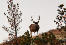 How Old Was He Really? Big Buck Hunters Talk Age vs. Score