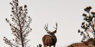 How Old Was He Really? Big Buck Hunters Talk Age vs. Score