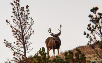 How Old Was He Really? Big Buck Hunters Talk Age vs. Score