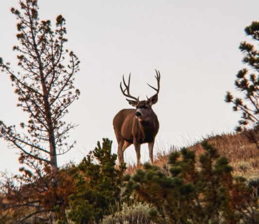 How Old Was He Really? Big Buck Hunters Talk Age vs. Score