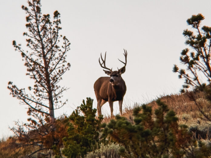 Wyoming Muley Buck Split Ears