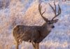 What the Mule Deer Conservation Strategy Reveals About Wyoming’s Future Mule Deer Conservation Strategy