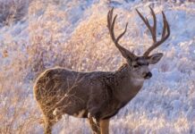 What the Mule Deer Conservation Strategy Reveals About Wyoming’s Future Mule Deer Conservation Strategy