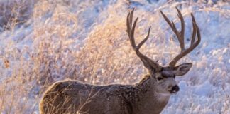 What the Mule Deer Conservation Strategy Reveals About Wyoming’s Future Mule Deer Conservation Strategy