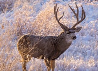 What the Mule Deer Conservation Strategy Reveals About Wyoming’s Future Mule Deer Conservation Strategy