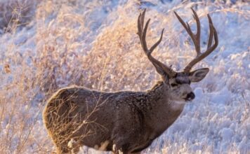 What the Mule Deer Conservation Strategy Reveals About Wyoming’s Future Mule Deer Conservation Strategy