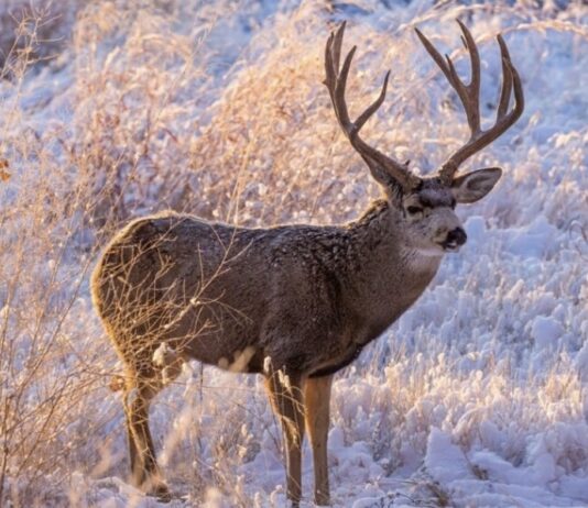 What the Mule Deer Conservation Strategy Reveals About Wyoming’s Future Mule Deer Conservation Strategy