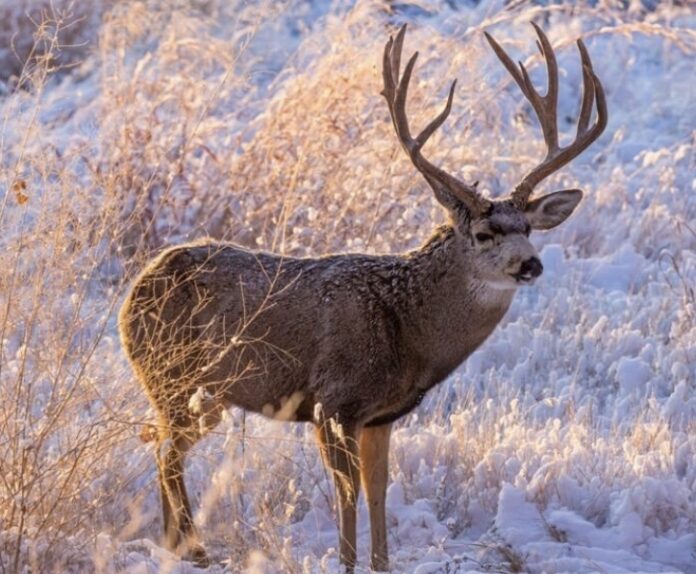 Mule Deer Conservation Strategy