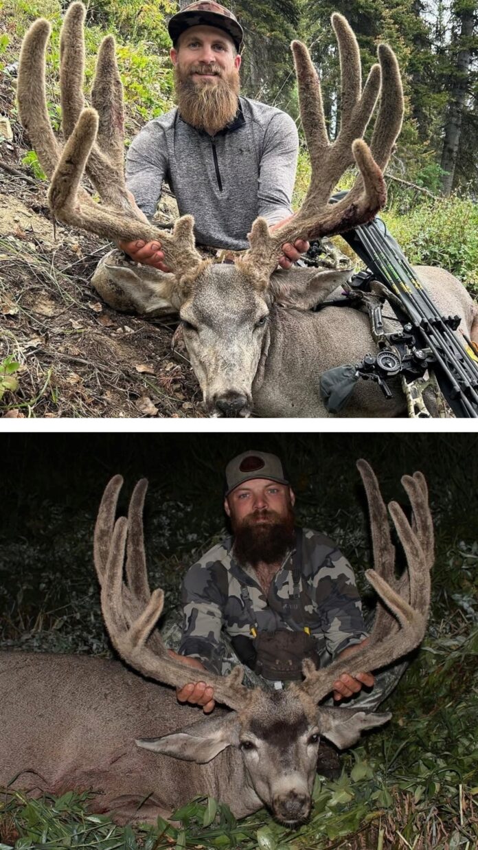 Backcountry Muledeer