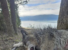 Argali Serac MagnaCut Knife Review