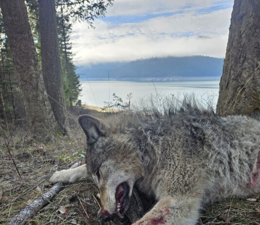 Argali Serac MagnaCut Knife Review