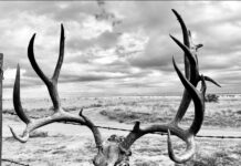 What does 2026 hold for Wyoming’s Mule Deer hunters? What does 2026 hold for Wyoming's Mule Deer hunters