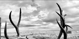 What does 2026 hold for Wyoming’s Mule Deer hunters? What does 2026 hold for Wyoming's Mule Deer hunters