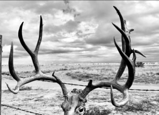 What does 2026 hold for Wyoming’s Mule Deer hunters? What does 2026 hold for Wyoming's Mule Deer hunters