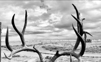 What does 2026 hold for Wyoming’s Mule Deer hunters? What does 2026 hold for Wyoming's Mule Deer hunters