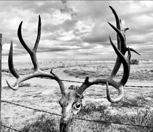 What does 2026 hold for Wyoming’s Mule Deer hunters? What does 2026 hold for Wyoming's Mule Deer hunters