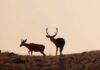 CWD: Progress and Hope in Wyoming? CWD: Progress and Hope in Wyoming?