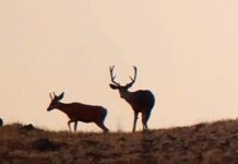 CWD: Progress and Hope in Wyoming? CWD: Progress and Hope in Wyoming?