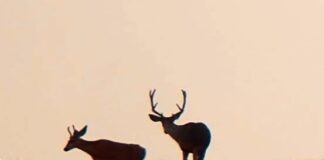 CWD: Progress and Hope in Wyoming? CWD: Progress and Hope in Wyoming?