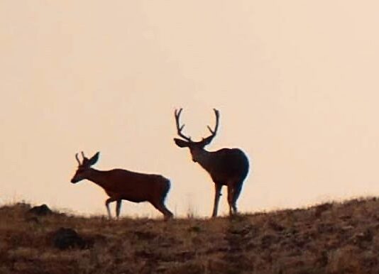 CWD: Progress and Hope in Wyoming? CWD: Progress and Hope in Wyoming?