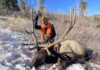What Do Elk Eat? Elk Nutrition, Habitat, and Finding More Elk with Luke Schultz Luke Schultz Bull Elk