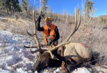 What Do Elk Eat? Elk Nutrition, Habitat, and Finding More Elk with Luke Schultz Luke Schultz Bull Elk