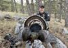Iron Will Turkey Broadhead Review