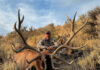 Tony Trietch on Big Mule Deer, Desert Bulls & Western Hunting Evolution Tony Treitch Bull Photo