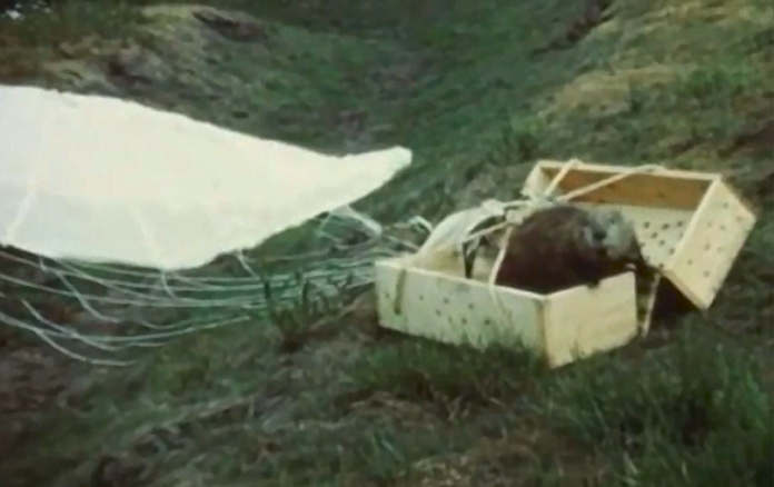 Beaver_drop_box_sprung_open_on_landing_Idaho_1950 Thursday Mashup beavers mule deer